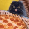 Animais Amor por Comida 🍕♥️ 9