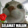 Stiker kucing with emoji kyut 19