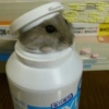 菌科專用