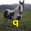 Reações + cavalos 🐎 26