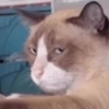 Gatos 13