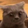 Confused Cat
