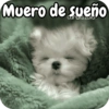 Reacciones Perritos coquetos 🐶 8