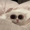 Michis para el chat🐱💬 5