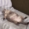 Gatos 17