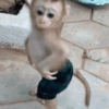 Macacos engraçados 8