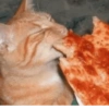 Animais Amor por Comida 🍕♥️ 11