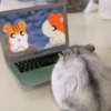 HAMSTER 14