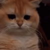 Gatos 26