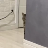 Gatos 20