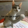 BEANIE loe mw gw pukul?? き上げないで下さい。 《猫抱起来。 CATS UP. Yia IXP