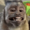 Macaco 5