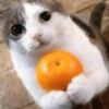 😼🫐 TikTok Cats 🫐😼 13