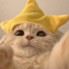MEMES GATITOS 18😍 11