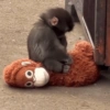 Monito Punch y su peluche🐵🧸✨ 5