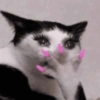 🌈🐈‍⬛✨️Gatos Funny Mood✨️🐈🌈 14