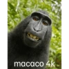 macaco 4k