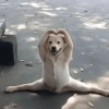Perro flexible