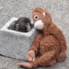 Monito Punch y su peluche🐵🧸✨ 8