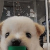 🐶 PERRITOS BEBÉS 🐶 12