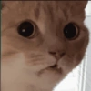 🌈🐈‍⬛✨️Gatos Funny Mood✨️🐈🌈 7
