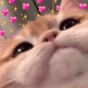 Adoración Gato