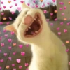 Gatos Amor💖💙💛 5