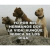 Memes/cosas de hermanos 🐵 5