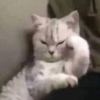 MEMES GATITOS 19 12
