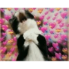 Excited Cat with Hearts