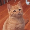 MEMES GATITOS 19 11