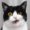 Gatos 13