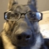 Cachorro  6