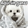 Reacciones Perritos coquetos 🐶 15