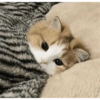 Рыжий грустный уют