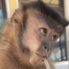 Macacos 12