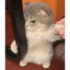 Kucingtot 5