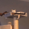 Reações dos animais 😂 10