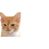 Mini gatitos 🥺😻 10