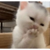 MEMES GATITOS 19 15