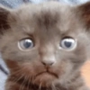 Gatos Random😾😻😹 6