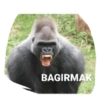 Goril goril 6