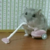 HAMSTER 15