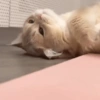 Gatos 21
