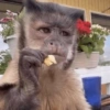 Macacos 11