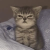 🌈🐈‍⬛✨️Gatos Funny Mood✨️🐈🌈 18