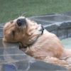 Bixins com calor 🥵 6