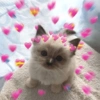 Gatitos de amor 😺💘💞 7