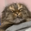 Gatos 28