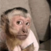 Top Animais engraçados 🤣 9
